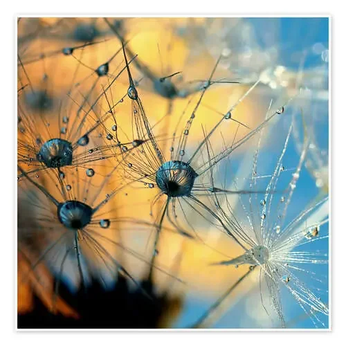 Dandelion with dew de Dirk Driesen