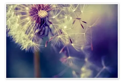 Dandelion with flying umbrella de Julia Delgado