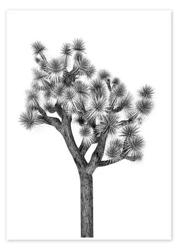 Debajo del árbol de cactus de Finlay and Noa