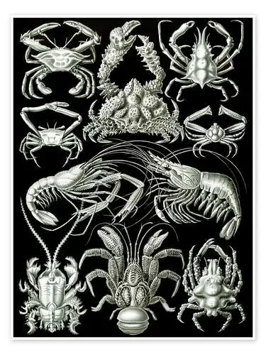 Decápodos, Decapoda (Obras de arte de la naturaleza, 1899) de Ernst Haeckel Master Collection