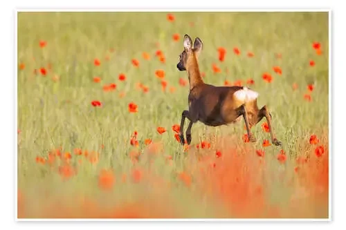 Deer in a poppy field de Moqui, Daniela Beyer