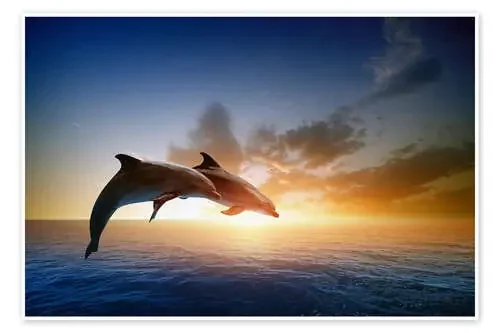Delfines al atardecer Editors Choice
