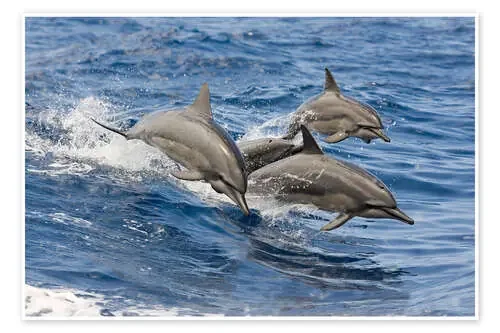 Delfines en el salto de Dave Fleetham Design Pics