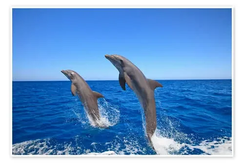 Delfines nariz de botella de Stuart Westmorland Design Pics