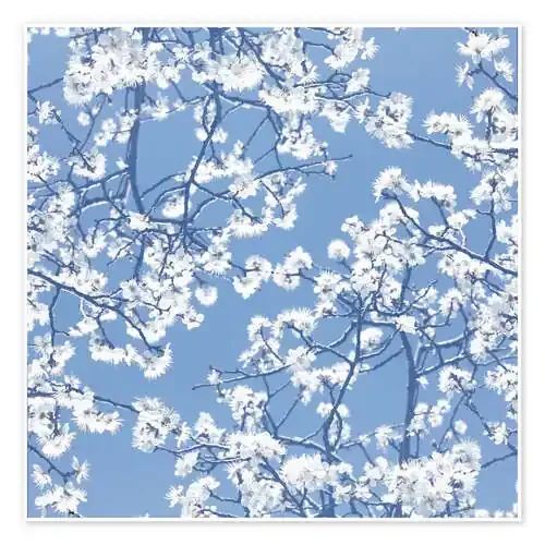 Delicate branches Editors Choice
