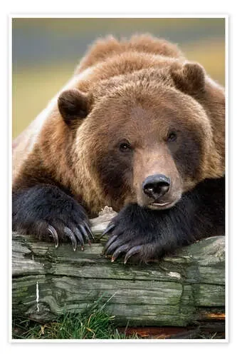 Descansando oso pardo de Doug Lindstrand Design Pics