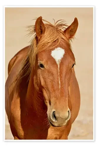 Desert Horse near waterhole Garub imageBROKER
