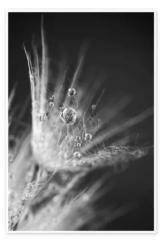 Dew drops on dandelion Editors Choice