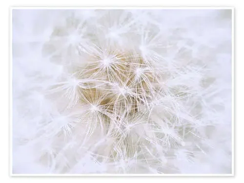Diente de león blanco como la nieve Editors Choice