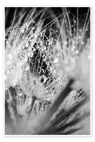 Diente de león con gotas de agua Editors Choice