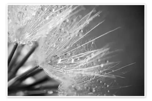 Diente de león con gotas de agua Editors Choice