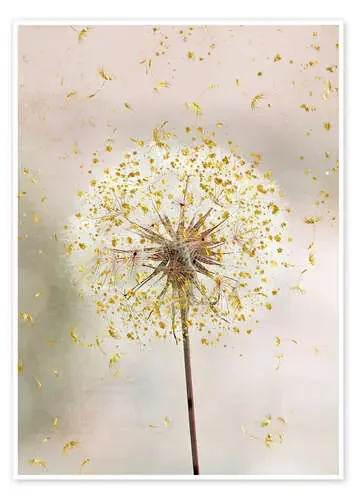 Diente de león de Andrea Haase Foto