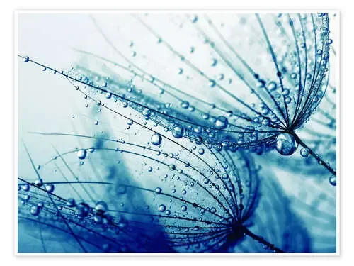 Diente de león en azul marino Editors Choice