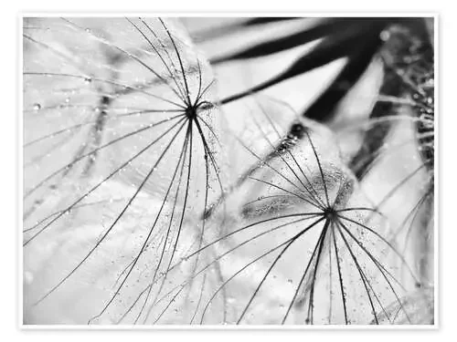 Diente de león en blanco y negro de Julia Delgado