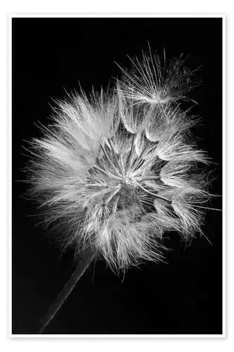 Diente de león en blanco y negro I Editors Choice