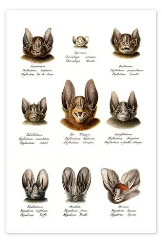 Different Kinds Of Bats de Karl Joseph Brodtmann Bridgeman Images