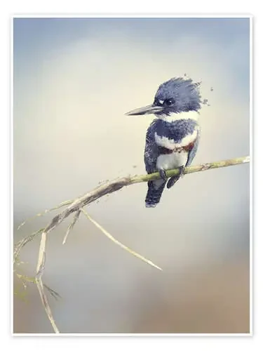 Digital Painting Of Belted Kingfisher Editors Choice