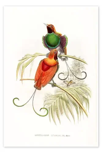 Diphyllodes Gulielmi, III, Waigiou Bird of Paradise de John Gould Bridgeman Images