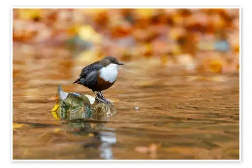 Dippers de Moqui, Daniela Beyer