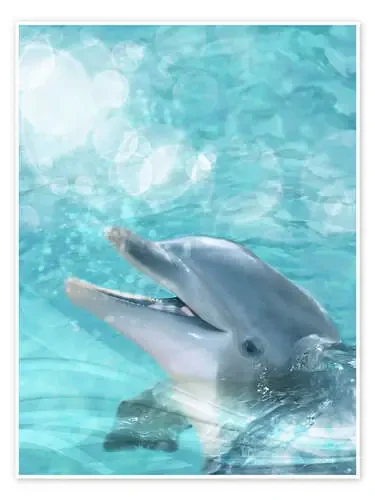 Dolphin – Humor de Dolphins DreamDesign
