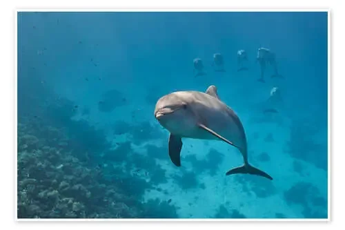 Dolphin portrait with group of dolphin behind de nitrogenic