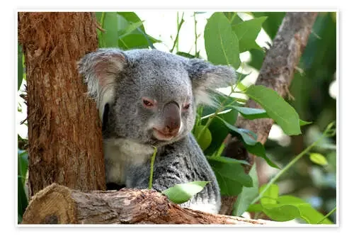 Don Koala Editors Choice