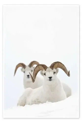 Dos ovejas en la nieve de Milo Burcham Design Pics