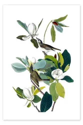 Dos pájaros con magnolia. de John James Audubon Bridgeman Images