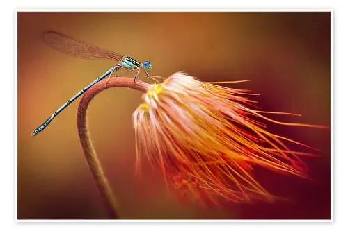 Dragonfly on a dry plant de Jaroslaw Blaminsky