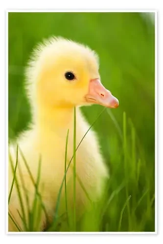 Duckling Editors Choice