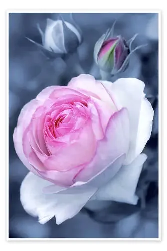 Dulce flor de rosa de Simon Kayne MGL Licensing