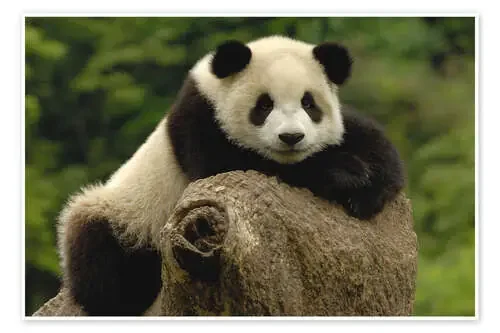 Dulce panda bebe de Pete Oxford Danita Delimont