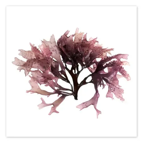 Dulse seaweed Science Photo Library