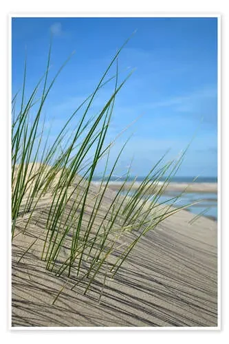 Dune grasses de Susanne Herppich