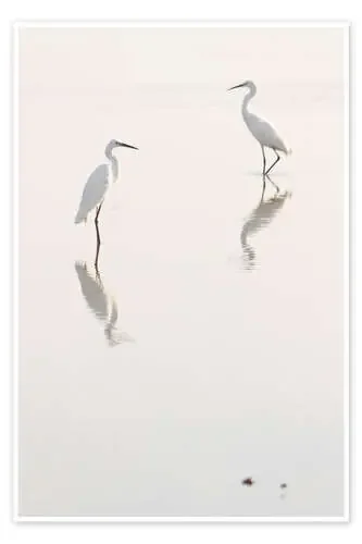 Egrets morning Editors Choice