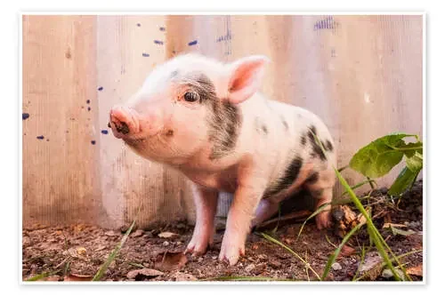 El pequeño cerdito Editors Choice