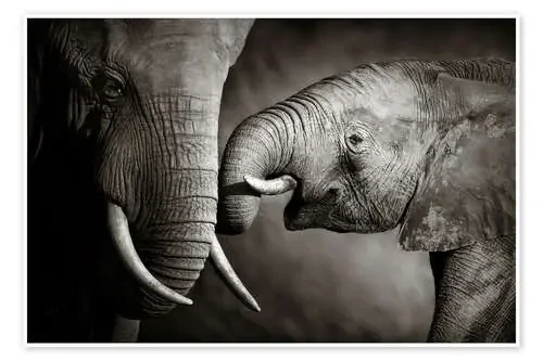 Elefante bebé con su mamá de Johan Swanepoel