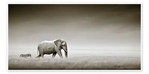 Elefante y cebra de Johan Swanepoel