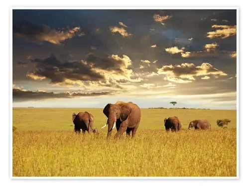 Elefantes en África Editors Choice