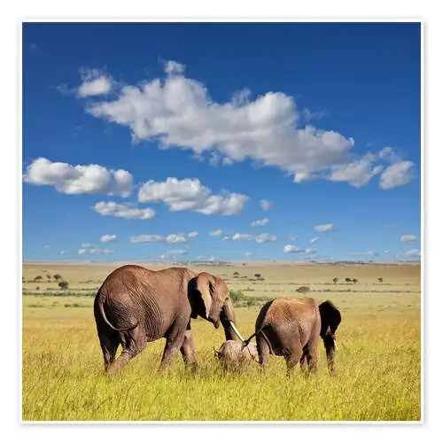 elephant family Editors Choice