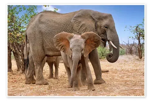 Elephant Herd in South Africa de wiw