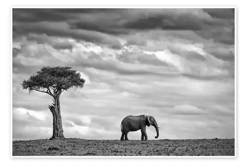 Elephant Landscape de Mario Moreno 1x