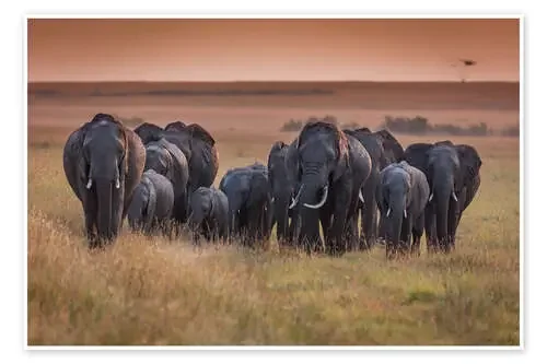 Elephants in the morning light de Ingo Gerlach