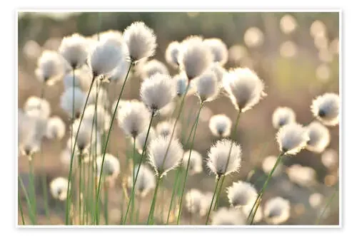 Eriophorum vaginatum de Julia Delgado