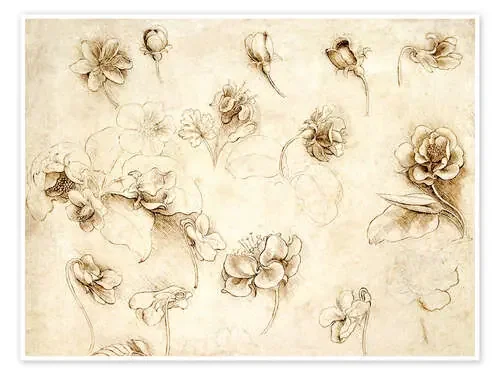 Estudio de flores y plantas de Leonardo da Vinci Bridgeman Images