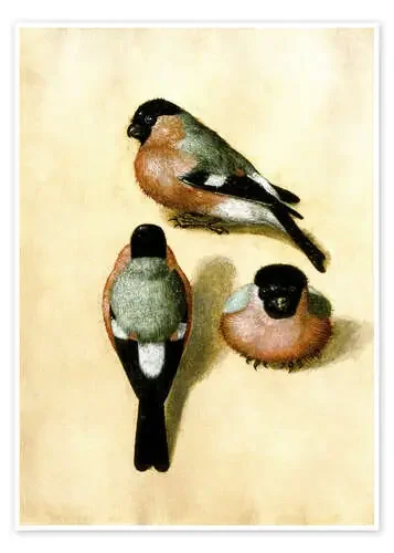 Estudio de tres pájaros de Albrecht Dürer akg-images