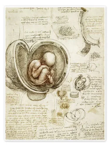 Estudio del embrión de Leonardo da Vinci Master Collection