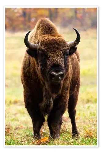 European bison in Autumn Editors Choice