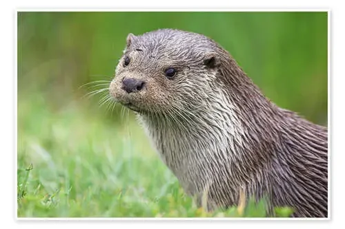 European otter de Duncan Shaw Science Photo Library