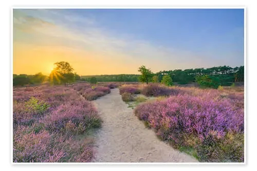 Evening in the blooming heath de Michael Valjak